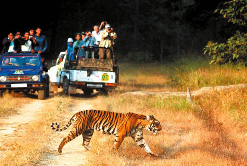 Corbett Tiger Safari  Tour