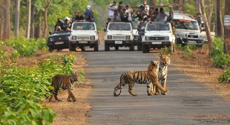 Ranthambore Tiger Safari Tour
