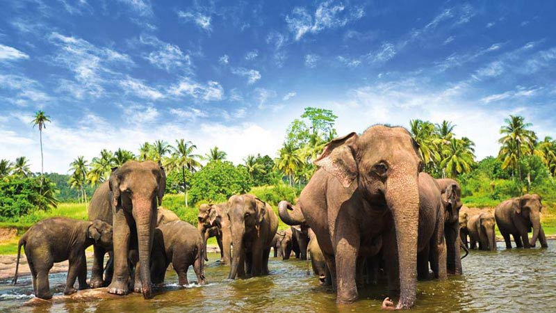 Exotic Sri Lanka Tour