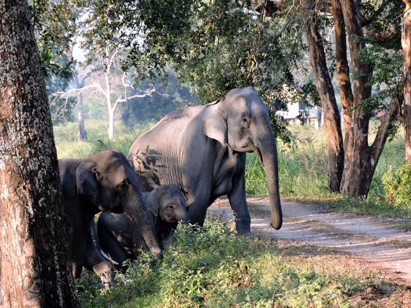 Golden Triangle Of Assam Tour