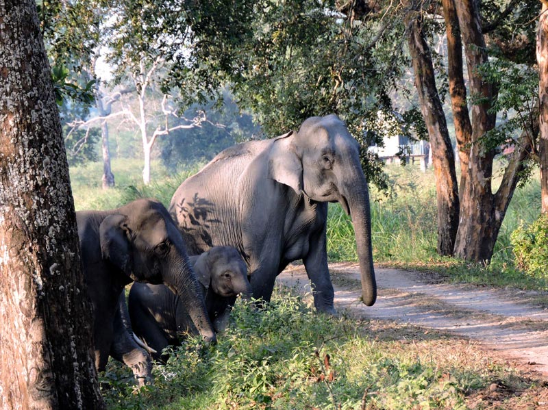 Wild Beauty Of Assam Tour