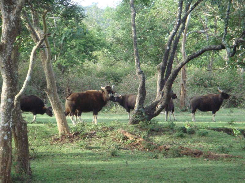 Wild Beauty Of Assam Tour