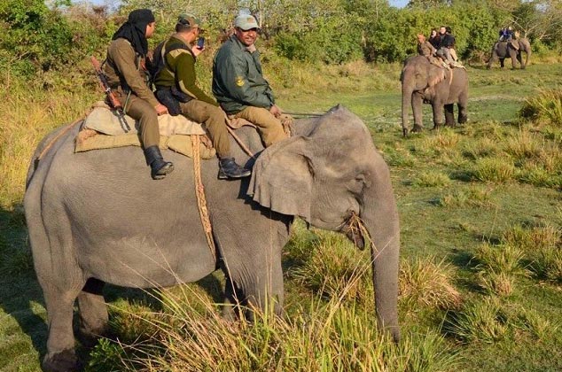 Wild Beauty Of Assam Tour