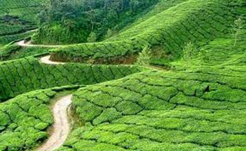 Munnar Tour Package from Great Indian Holidays