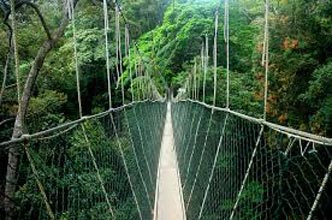 Taman Negara National Park Tour