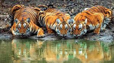 South India Tour With Wildlife