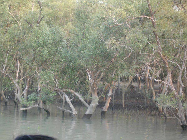 Mangrove Safari  - Sundarban
