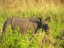 Wildlife In The Assam Plains Package