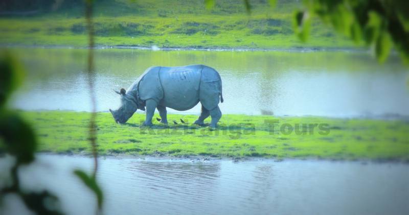 Wildlife And Tribes Of Northeast India Tour Package