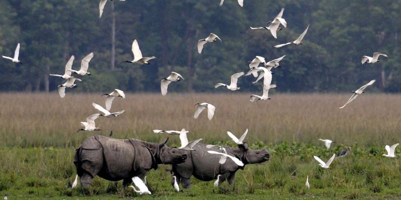 Wildlife And Tribes Of Northeast India Package