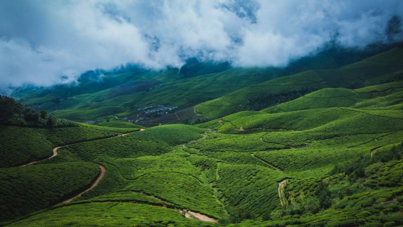 Monsoon Green And Tea Plantations Tour Package
