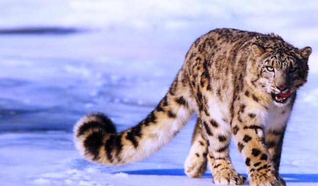 Snow Leopard Trek Ladakh Tour
