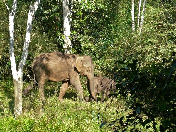 Wildlife And  Cultural Tour Of Kerala