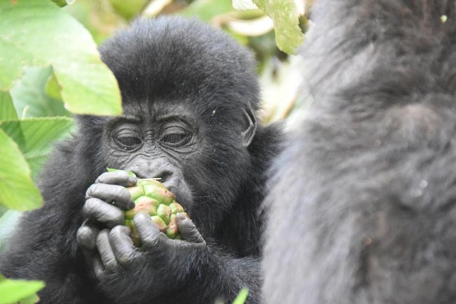 Gorilla Tracking Experience Tour