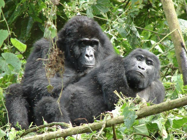Gorilla Tracking Experience Tour