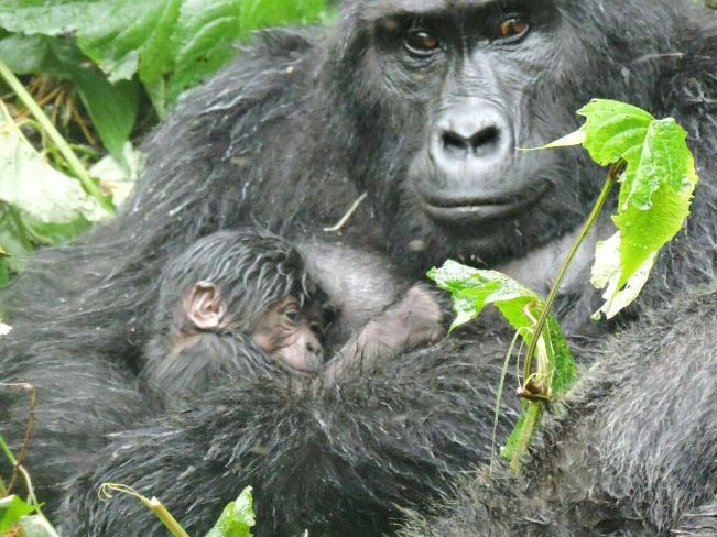 7 Days Gorilla and Chimpanzees of Uganda Experience Tour