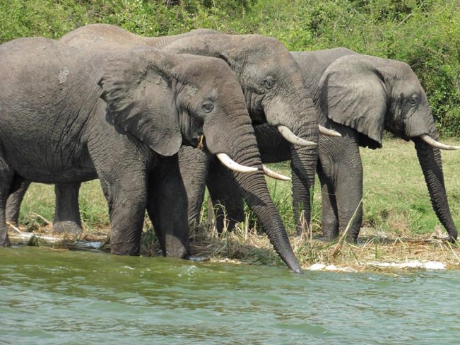 7 Days Gorilla and Chimpanzees of Uganda Experience Tour