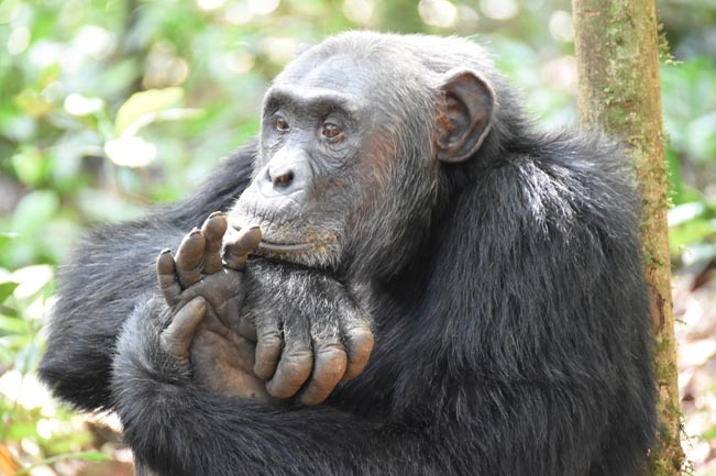 7 Days Gorilla And Chimpanzees Of Uganda Experience Tour