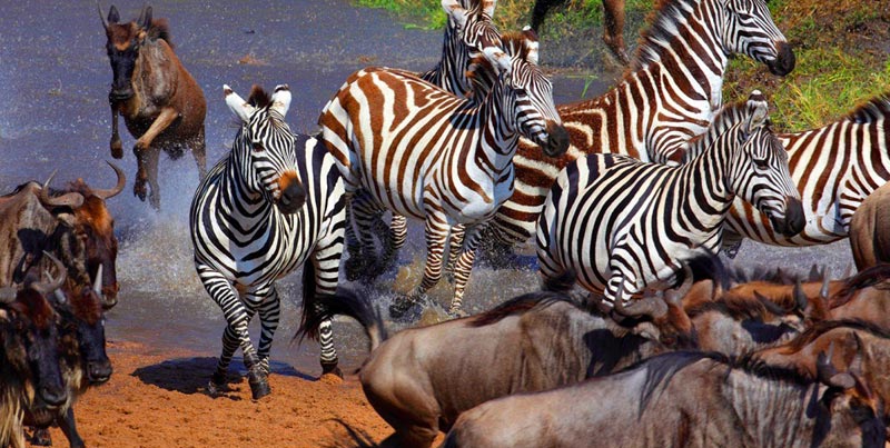 5 Days Serengeti Ngorongoro Tarangire Safari Tour
