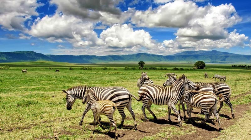 Serengeti And Ngorongoro Safari, 6 Days Tour