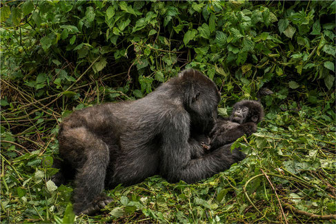 3 Day Fly-In Uganda Gorillas Exclusive