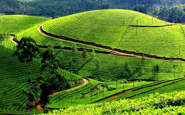 Blissful Sikkim With Darjeeling Tour