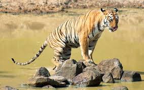 Panna National Park Tour