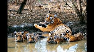 Bandhavgarh National Park Tour