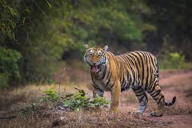 Bandhavgarh National Park Tour