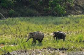 Jim Corbet National Park Tour