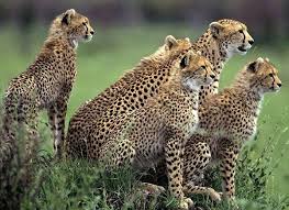 Kanha National Park Tour