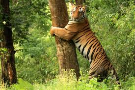 Kanha National Park Tour