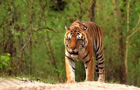 Kanha National Park Tour