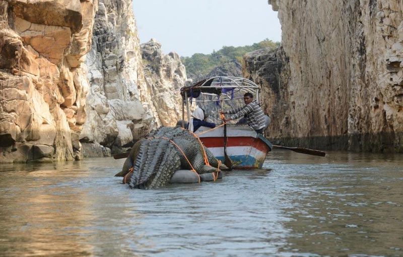 Bandhavgarh Wildlife Century Tour