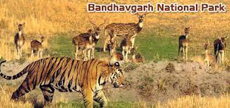 Bandhavgarh Wildlife Century Tour