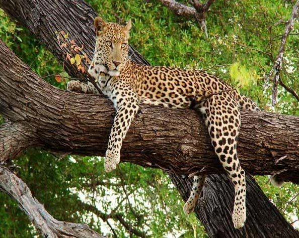 Kanha Wildlife Sanctuary Tour