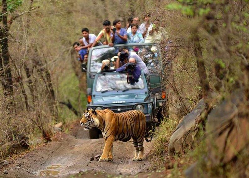 Kanha Wildlife Sanctuary Tour