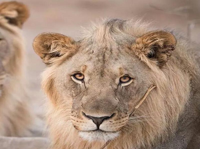 Gir National Park Tour Package