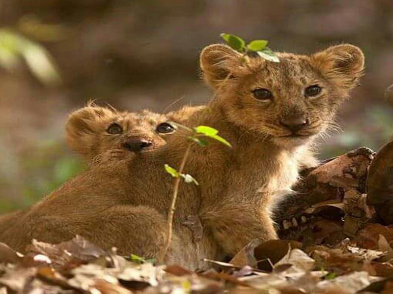 Gir National Park Tour Package