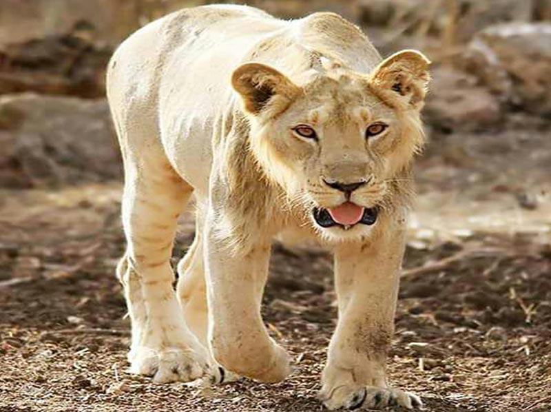 Gir National Park Tour Package