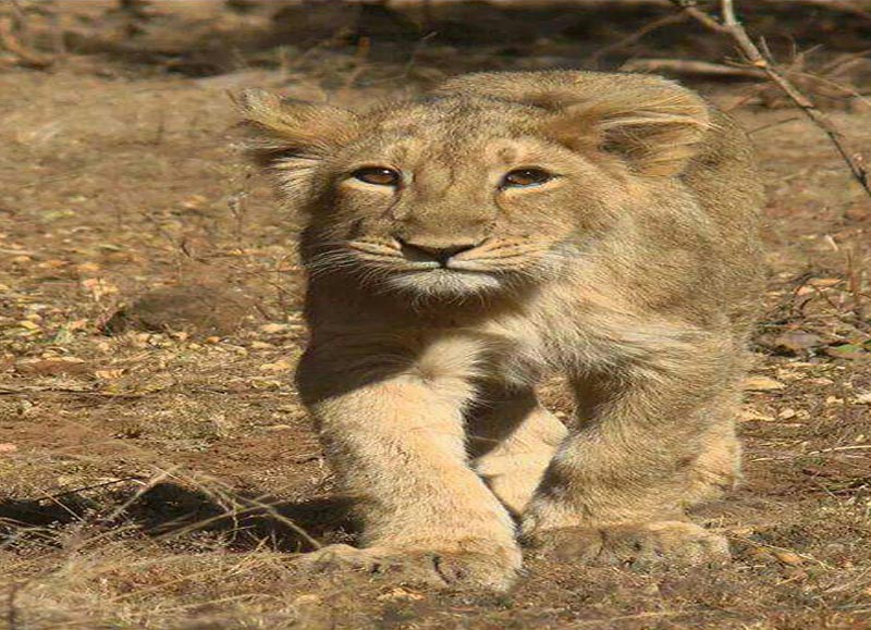 Gir National Park Tour Package