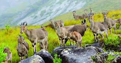 Cochin Munnar Romantic Tour Package