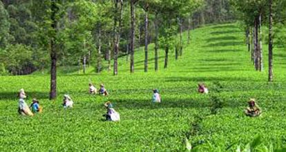 Cochin Munnar Romantic Tour Package