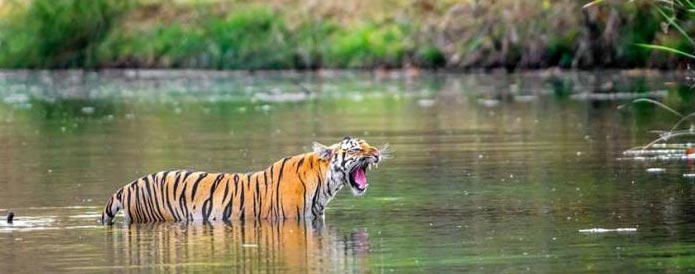 Pench National Park Tour Package