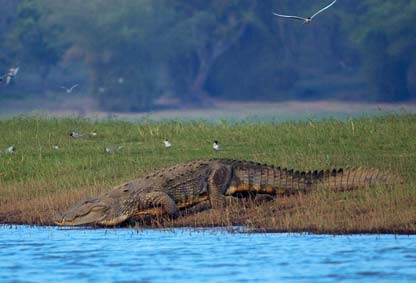 Pench National Park Tour Package