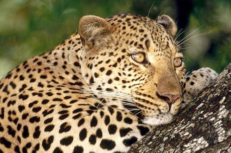Pench National Park Tour Package