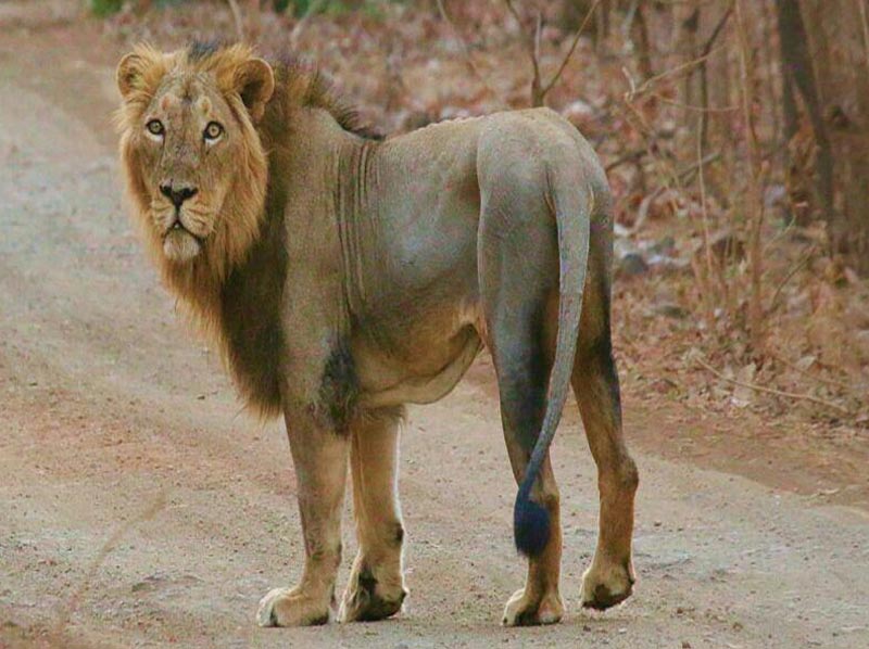 Kanha, Bandhavgarh, Jabalpur Tour Package