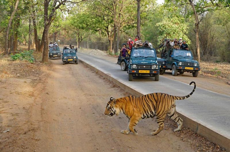 Kanha, Bandhavgarh, Jabalpur Tour Package