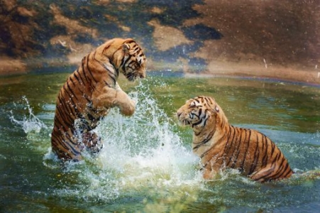 Kanha, Bandhavgarh, Jabalpur Tour Package