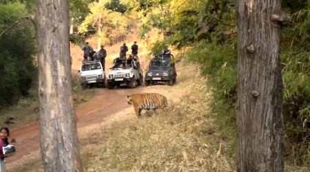 Kanha, Bandhavgarh, Jabalpur Tour Package